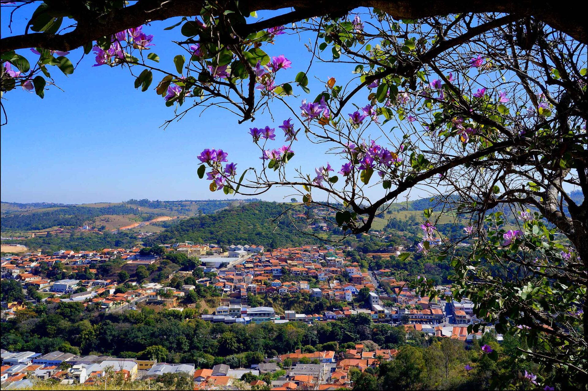 Horizonte de cidade na montanha, galho de árvore florido em primeiro plano