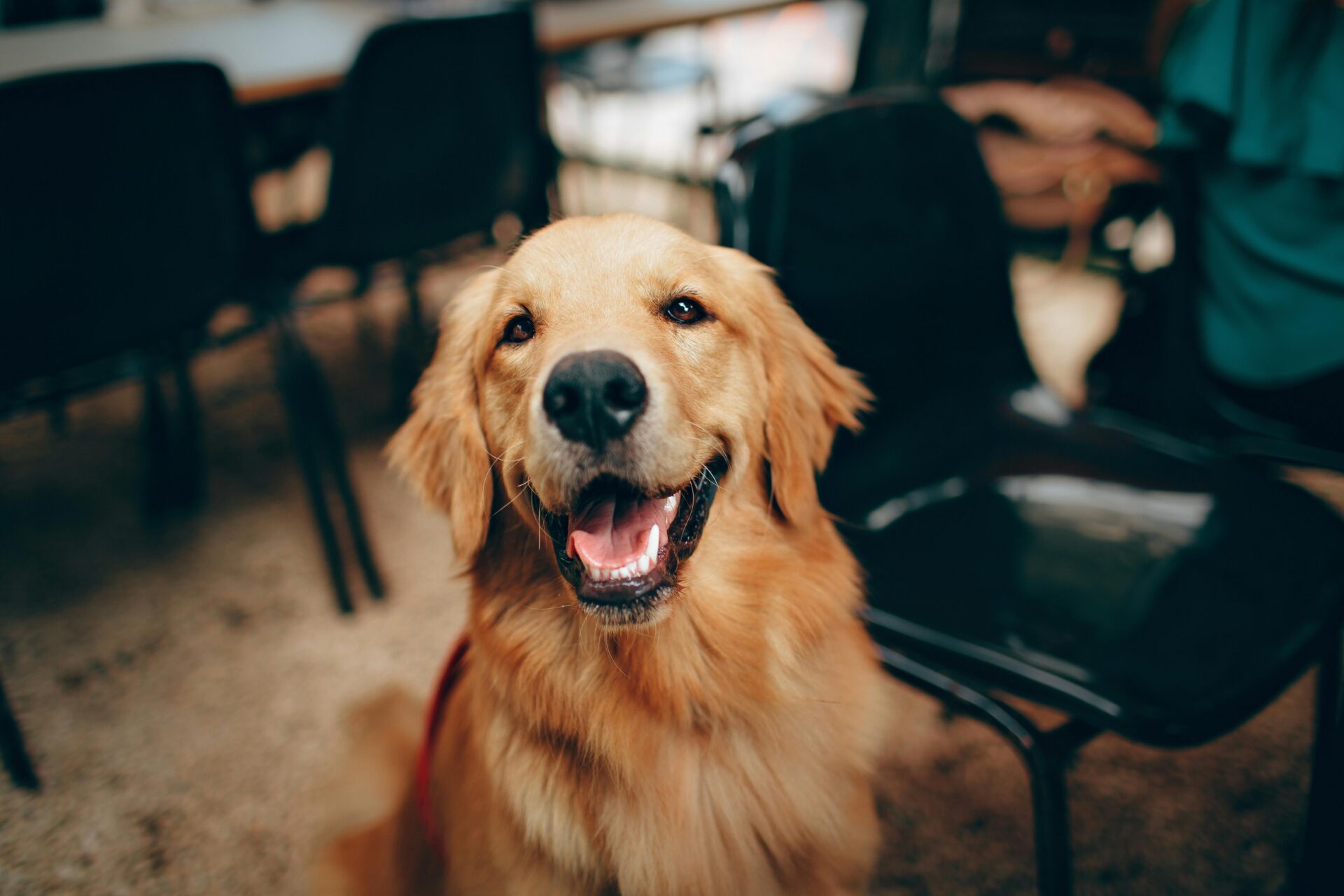 Cão da raça Golden Retriever alegre