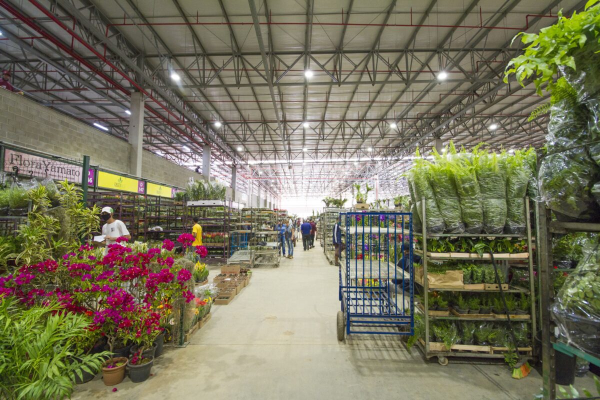 Atacado de flroes e plantas