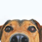 Detalhe da cara de um cão marrom, com o focinho em primeiro plano