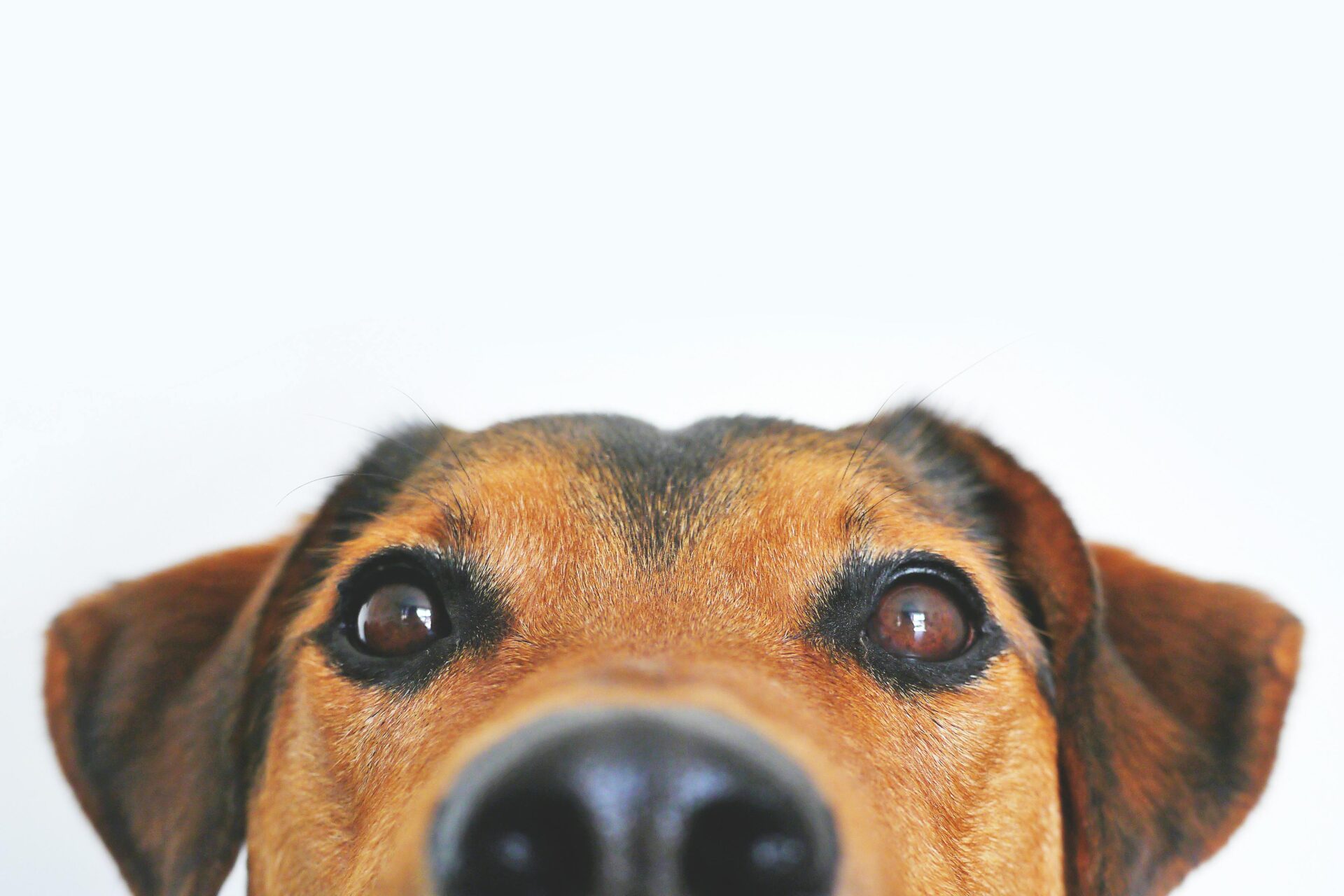 Detalhe da cara de um cão marrom, com o focinho em primeiro plano