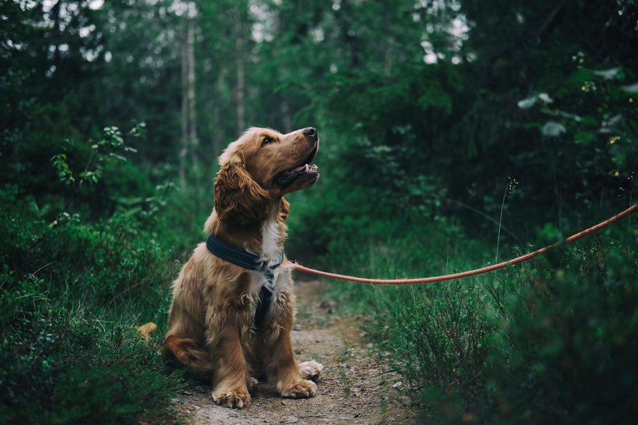 Cão marrom peludo de coleira em trilha no bosque, olhando para cima