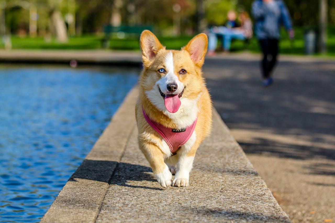 Cão da raça corgi correndo de frente em mureta