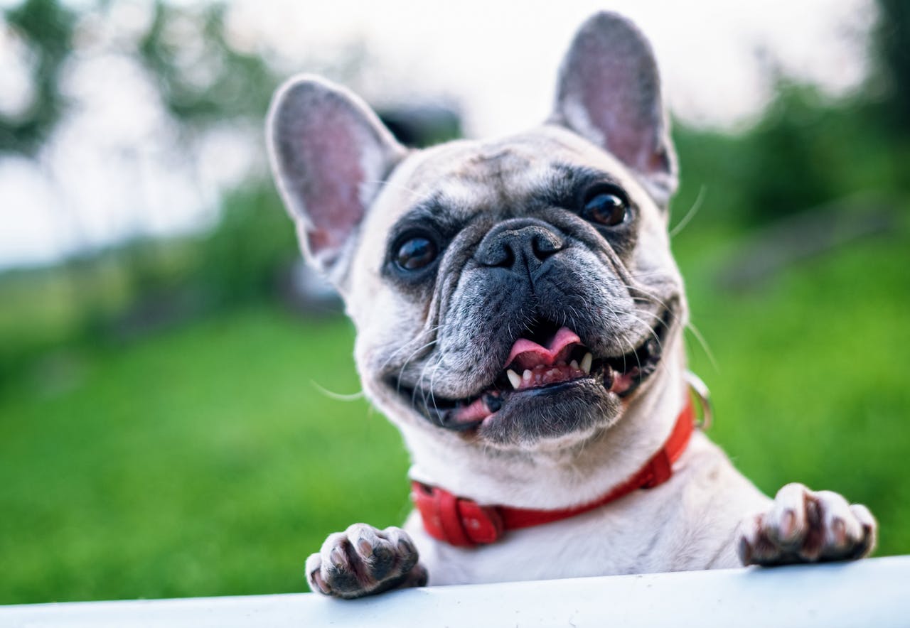 Cão da raça pug sorridente