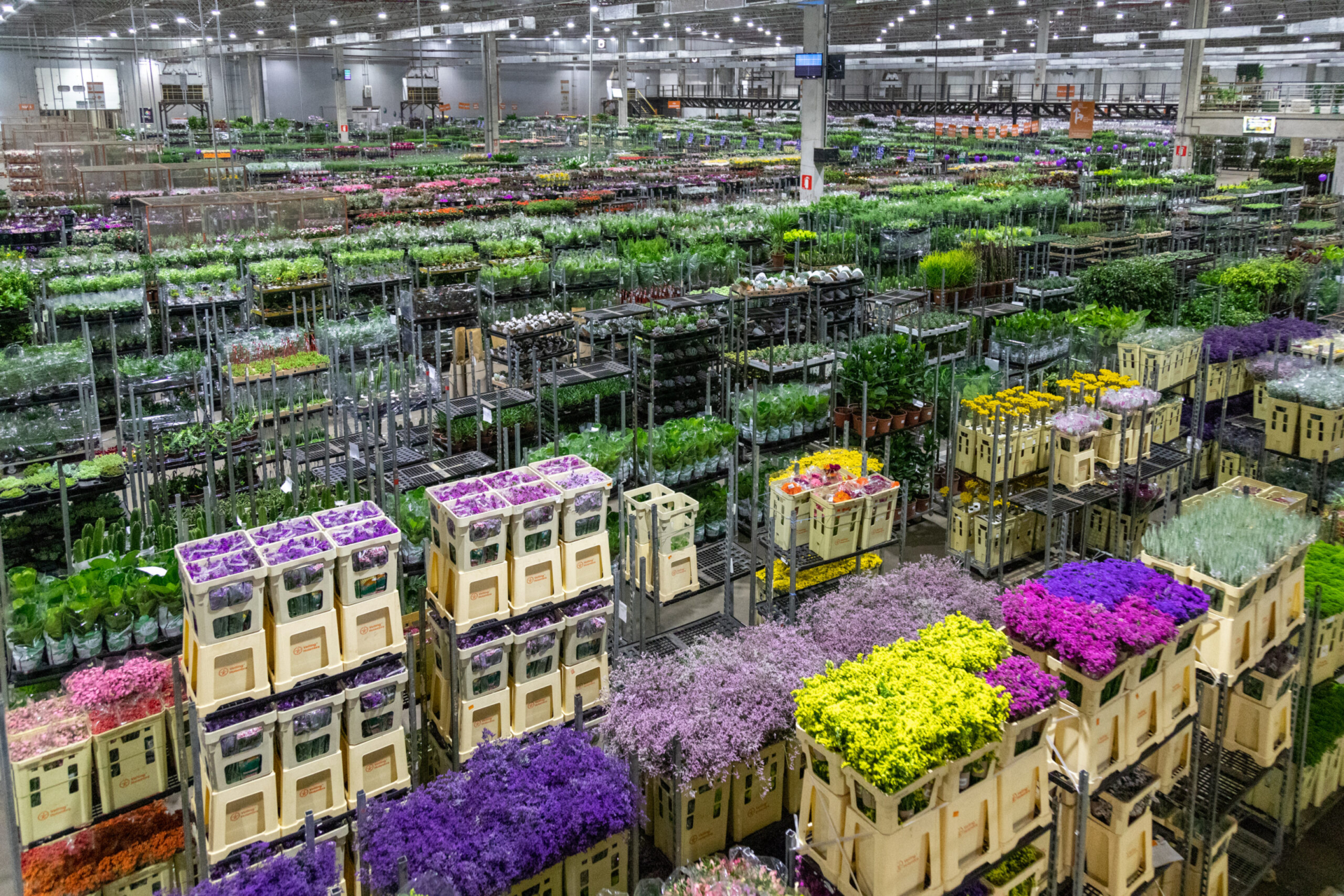 Fileiras de carrinhos de flores e plantas dentro de galpão